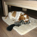 Welsh Springer Spaniel