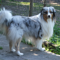 Australian Shepherd