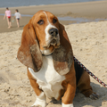Basset Hound