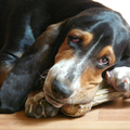 Basset Hound
