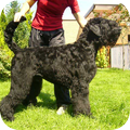 Zwarte Russische Terrier