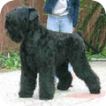Zwarte Russische Terrier