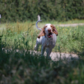 Bracco Italiano