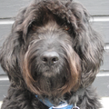 Portugese Waterhond