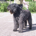 Bouvier