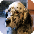 Engelse Setter