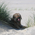 Catelaanse Herdershond