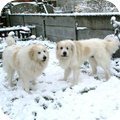 Pyrenese Berghond