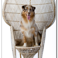 Australian Shepherd