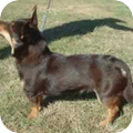 Lancashire Heeler
