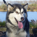 Alaskan Malamute