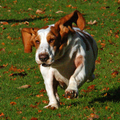 Basset Hound