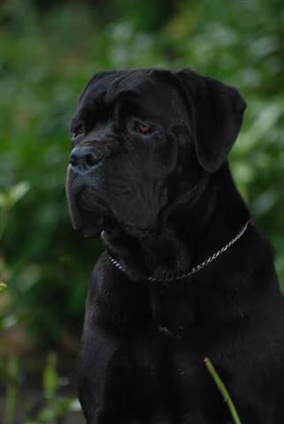 Cane Corso Italiano