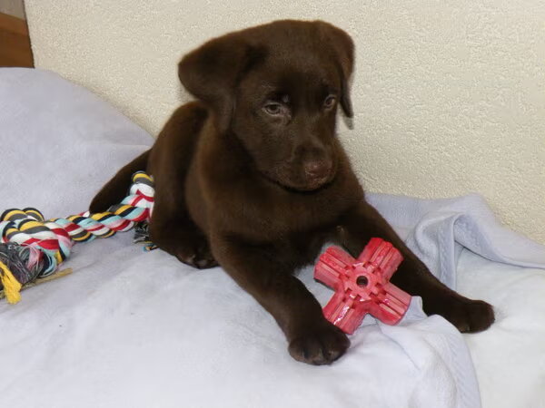 Labrador