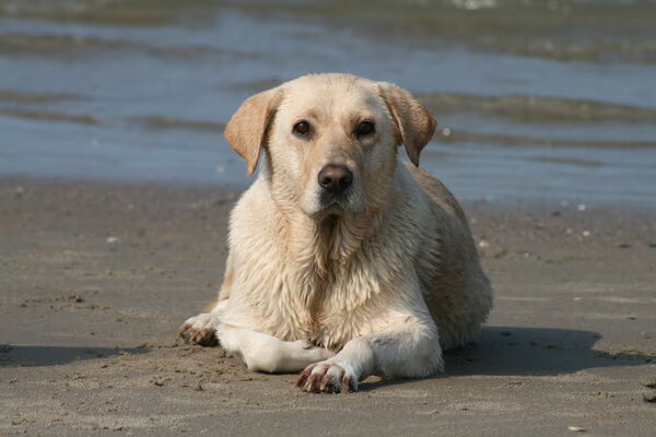 Labrador