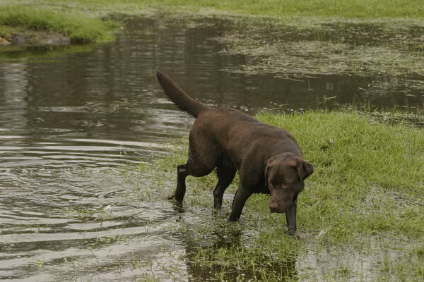Labrador