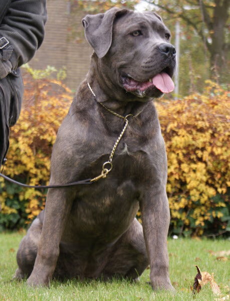 Cane Corso Italiano
