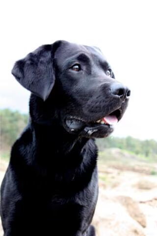Labrador
