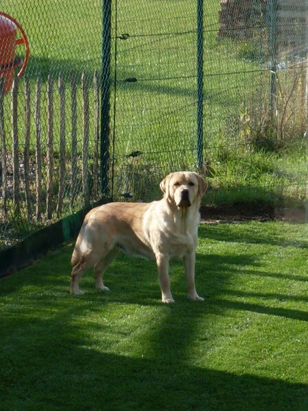 Labrador