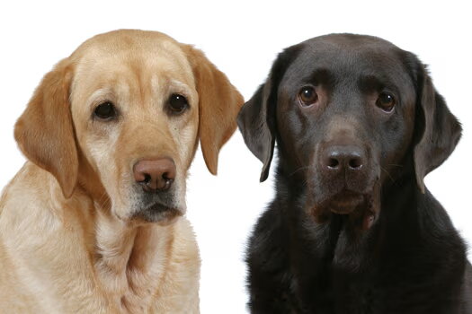 Labrador