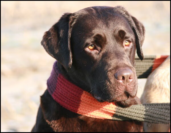 Labrador