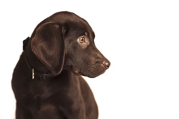 Labrador