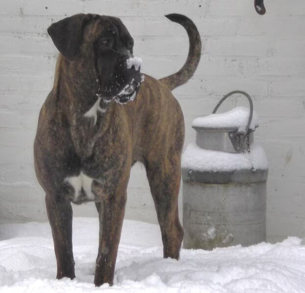 Cane Corso Italiano