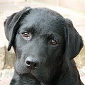 Labrador