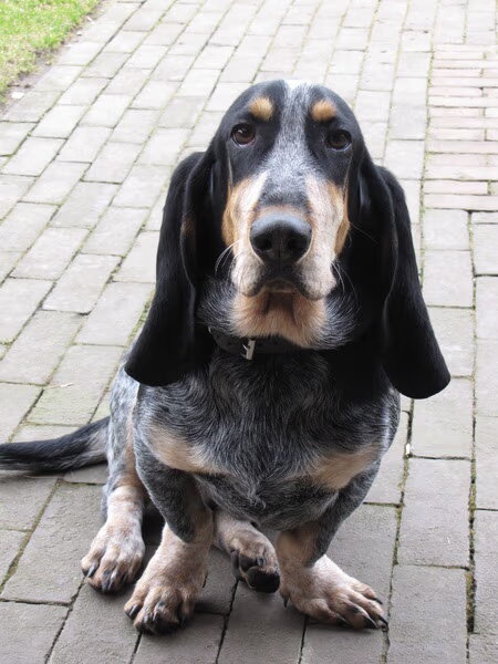 Basset Blue de Gascogne