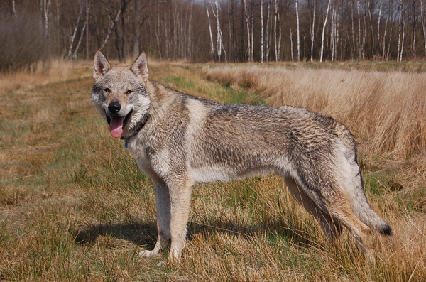 Tsjechoslowaakse Wolfhond