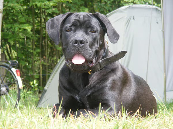 Cane Corso Italiano