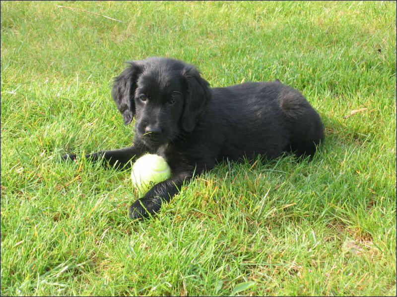 Flat Coated Retriever