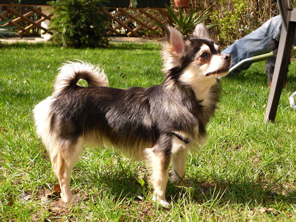 Chihuahua