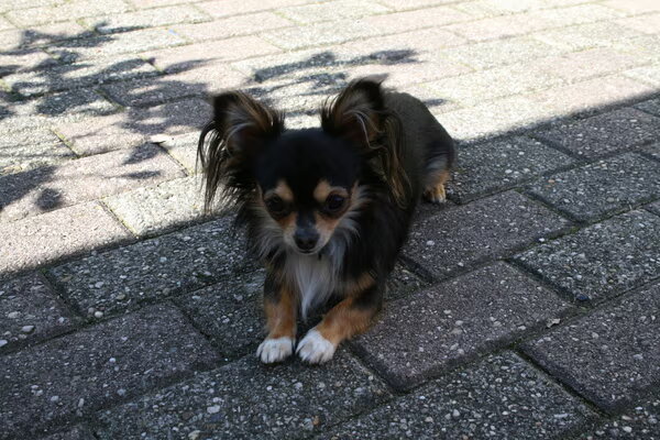 Chihuahua