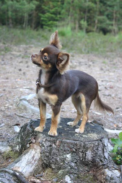 Chihuahua