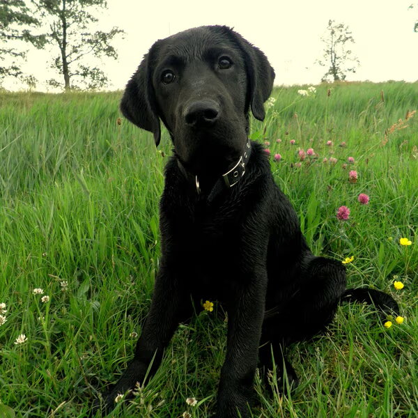 Labrador