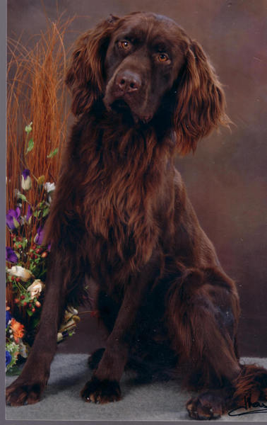 Duitse Staande Hond, Langhaar