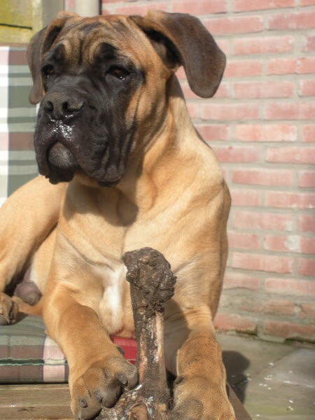 Cane Corso Italiano