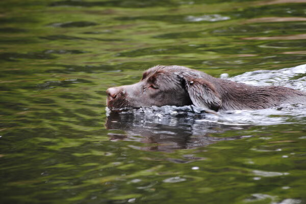 Labrador