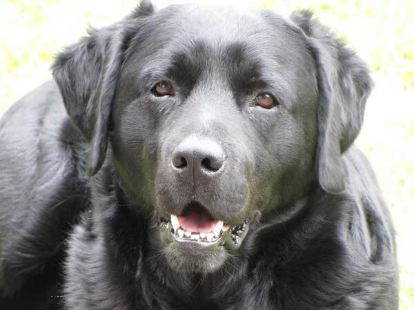 Labrador