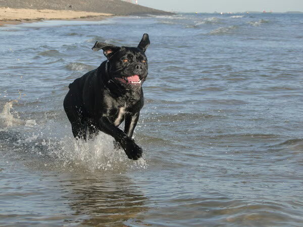 Cane Corso Italiano