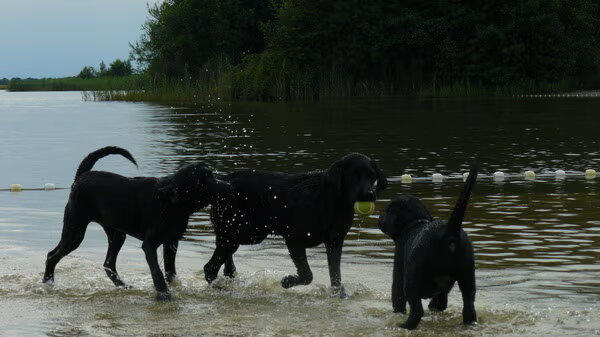 Labrador