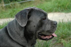Cane Corso Italiano