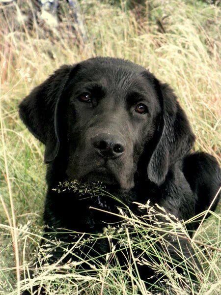 Labrador