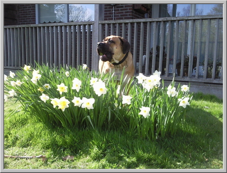 Ik hou van holland en van bloemen natuurlijk!
