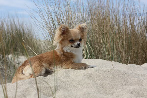 Chihuahua