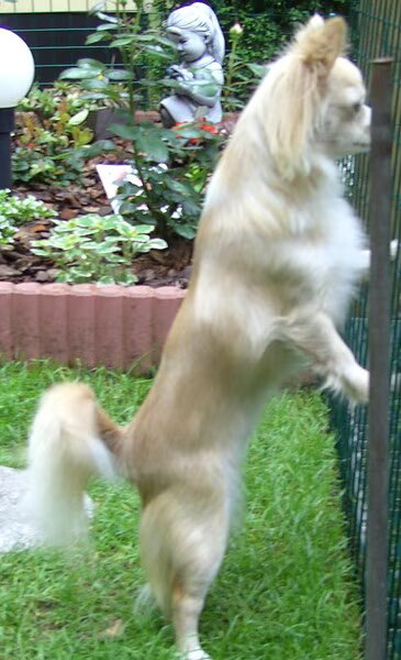Chihuahua