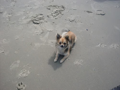 Chihuahua