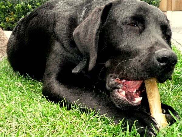 Labrador