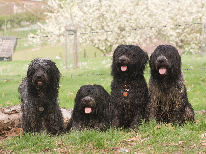 Schapendoes